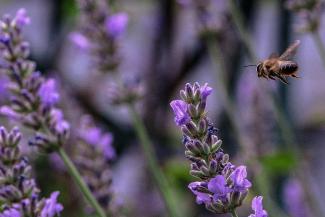 Bee Revived: Restoring Rhodian Biodiversity