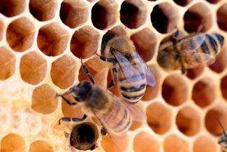 Bee Revived: Restoring Rhodian Biodiversity